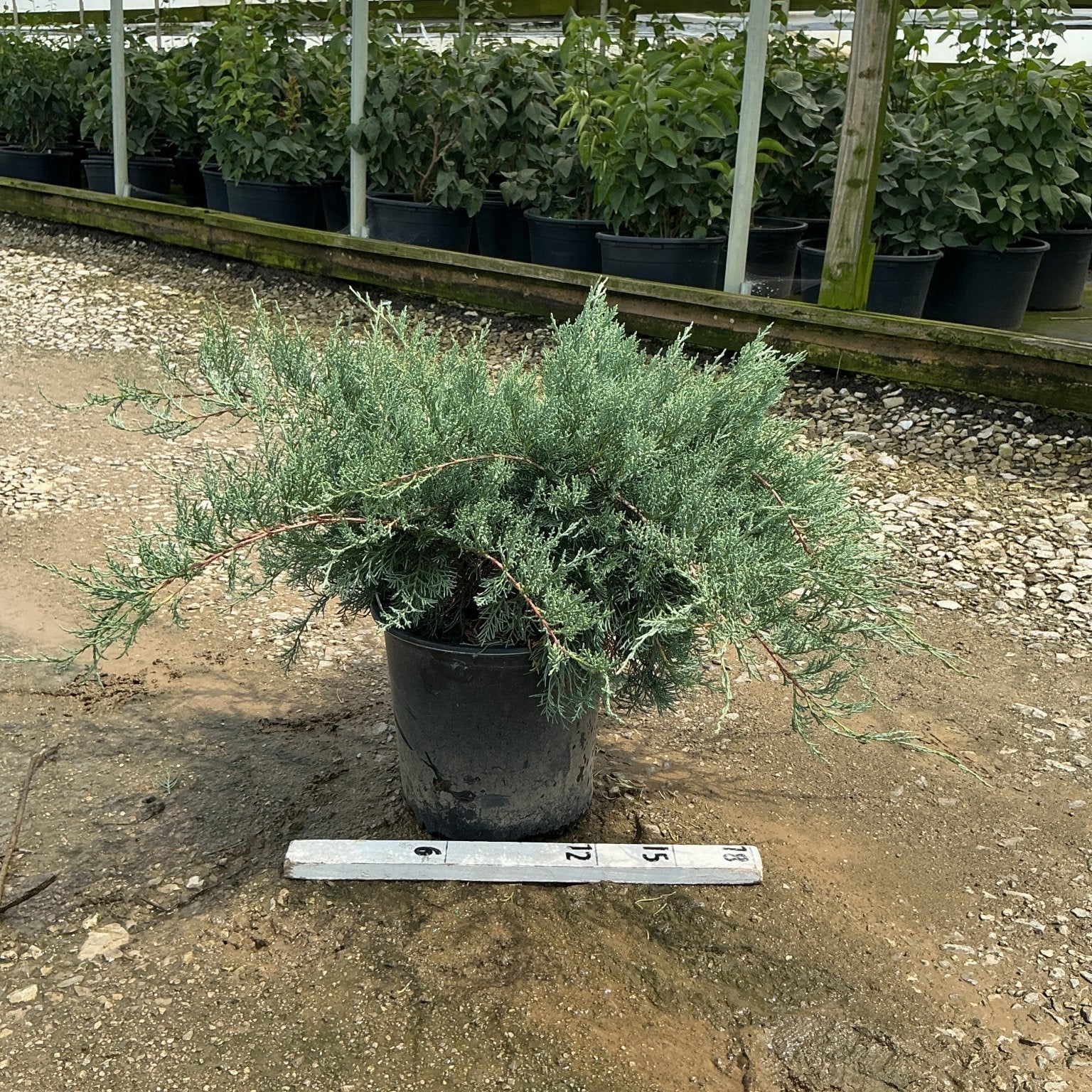 Grey Owl Juniper in a #3 container displaying silvery-blue spreading foliage, shown in a nursery greenhouse setting.