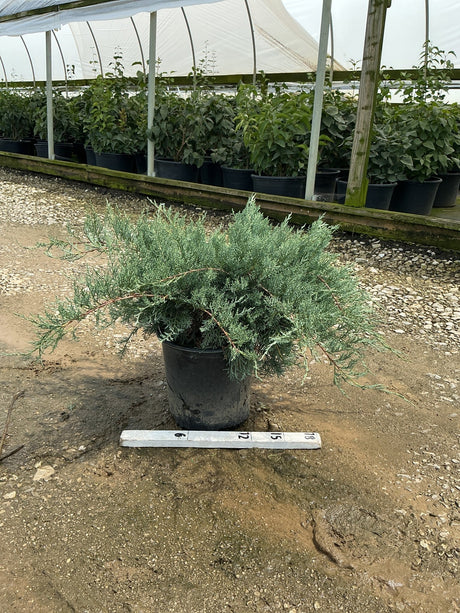 Grey Owl Juniper in a #3 container displaying silvery-blue spreading foliage, shown in a nursery greenhouse setting.