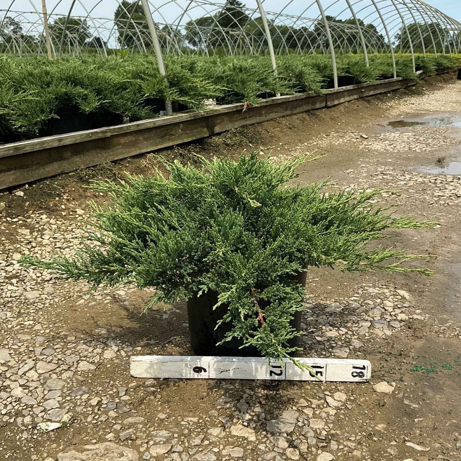 Green Sargent Juniper in a #3 container showing dense, spreading evergreen foliage at a nursery greenhouse.