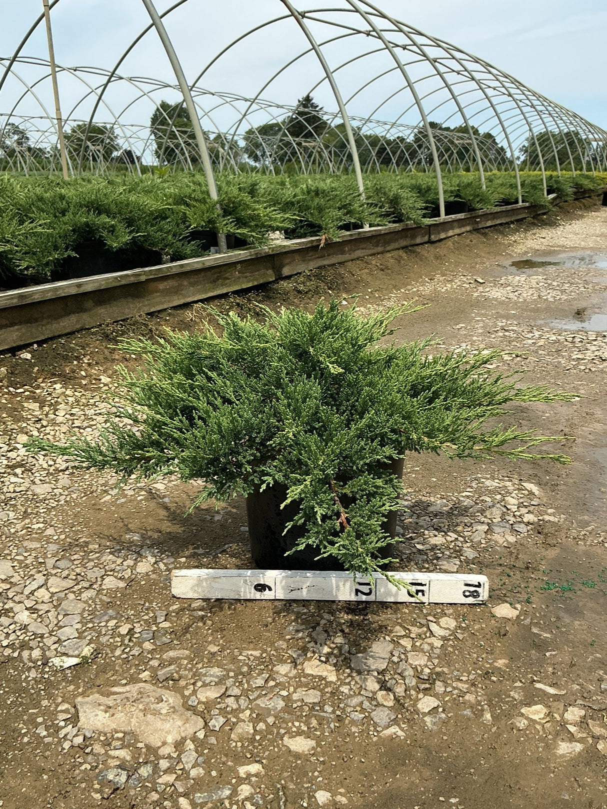 Green Sargent Juniper in a #3 container showing dense, spreading evergreen foliage at a nursery greenhouse.