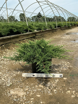 Green Sargent Juniper in a #3 container showing dense, spreading evergreen foliage at a nursery greenhouse.