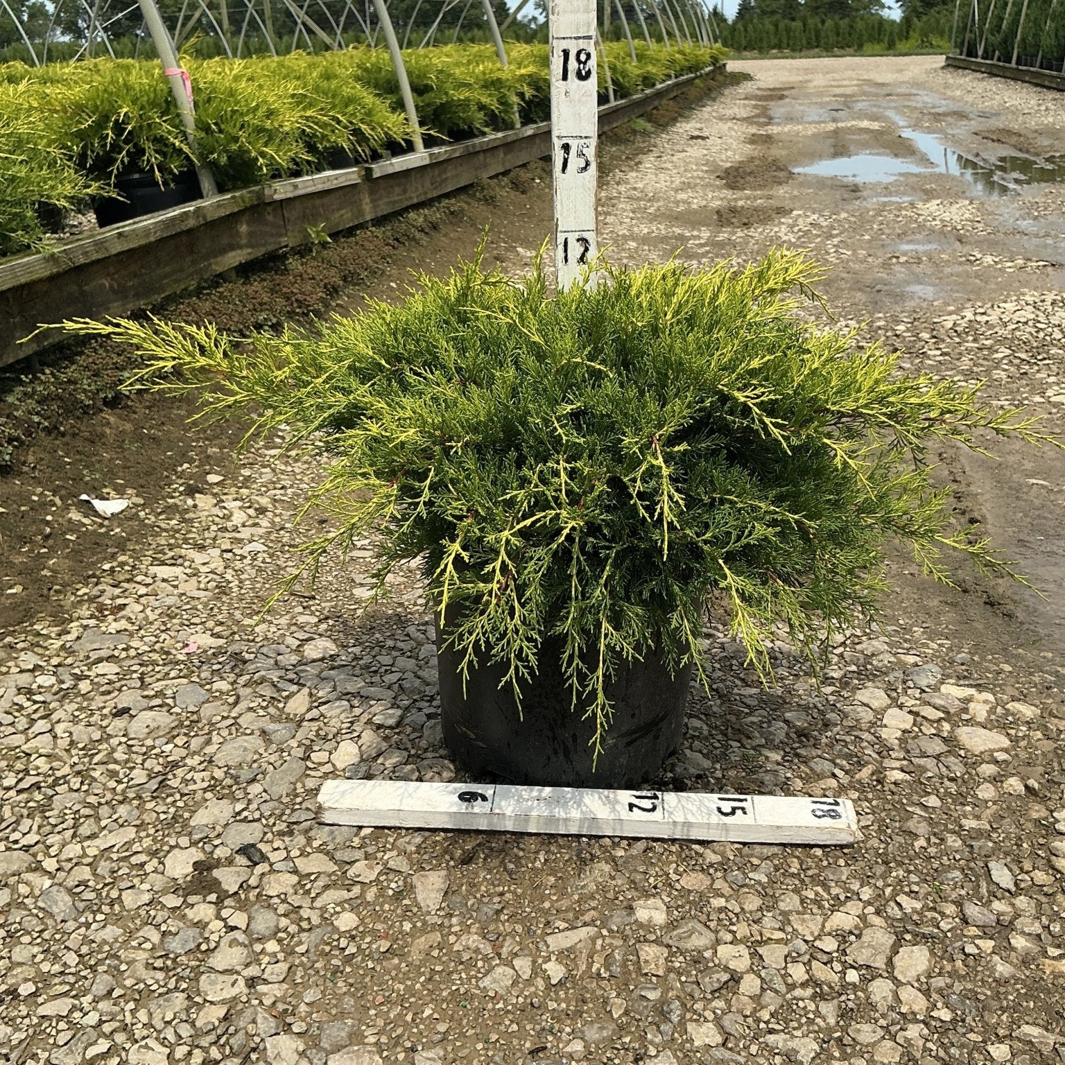 Old Gold Juniper Bush in a #3 container showing golden-tipped green foliage measured at approximately 18 inches tall at a nursery.
