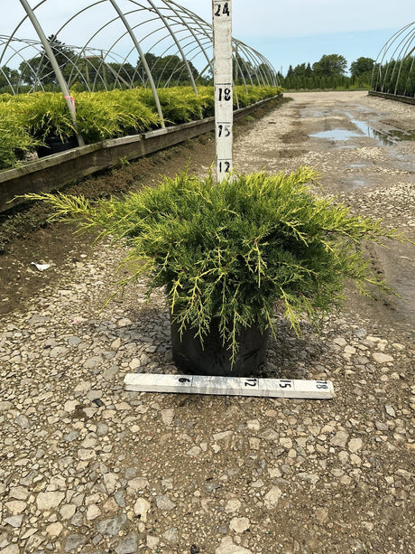 Old Gold Juniper Bush in a #3 container showing golden-tipped green foliage measured at approximately 18 inches tall at a nursery.