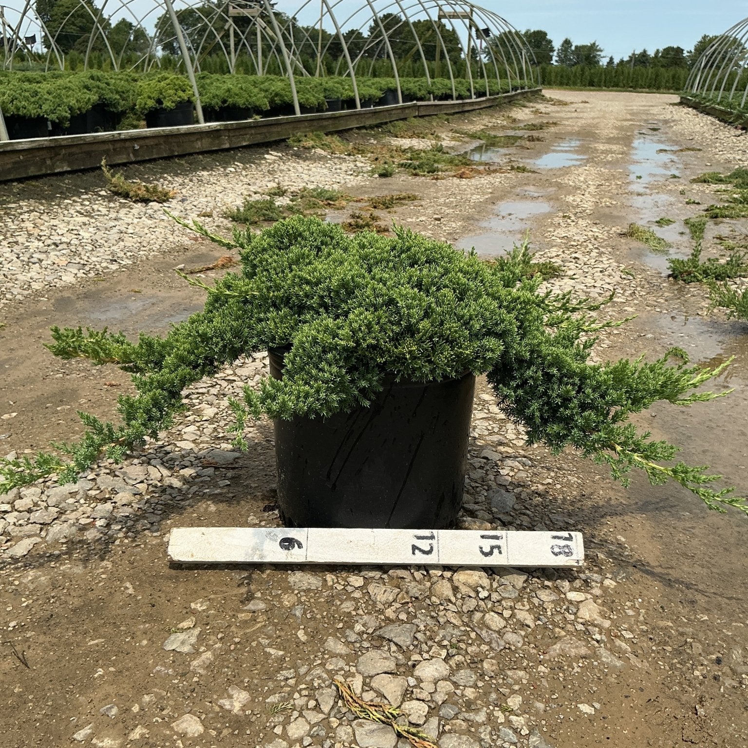Juniperus procumbens Nana dwarf Japanese garden juniper growing in a #3 container at a nursery, shown with a size ruler.