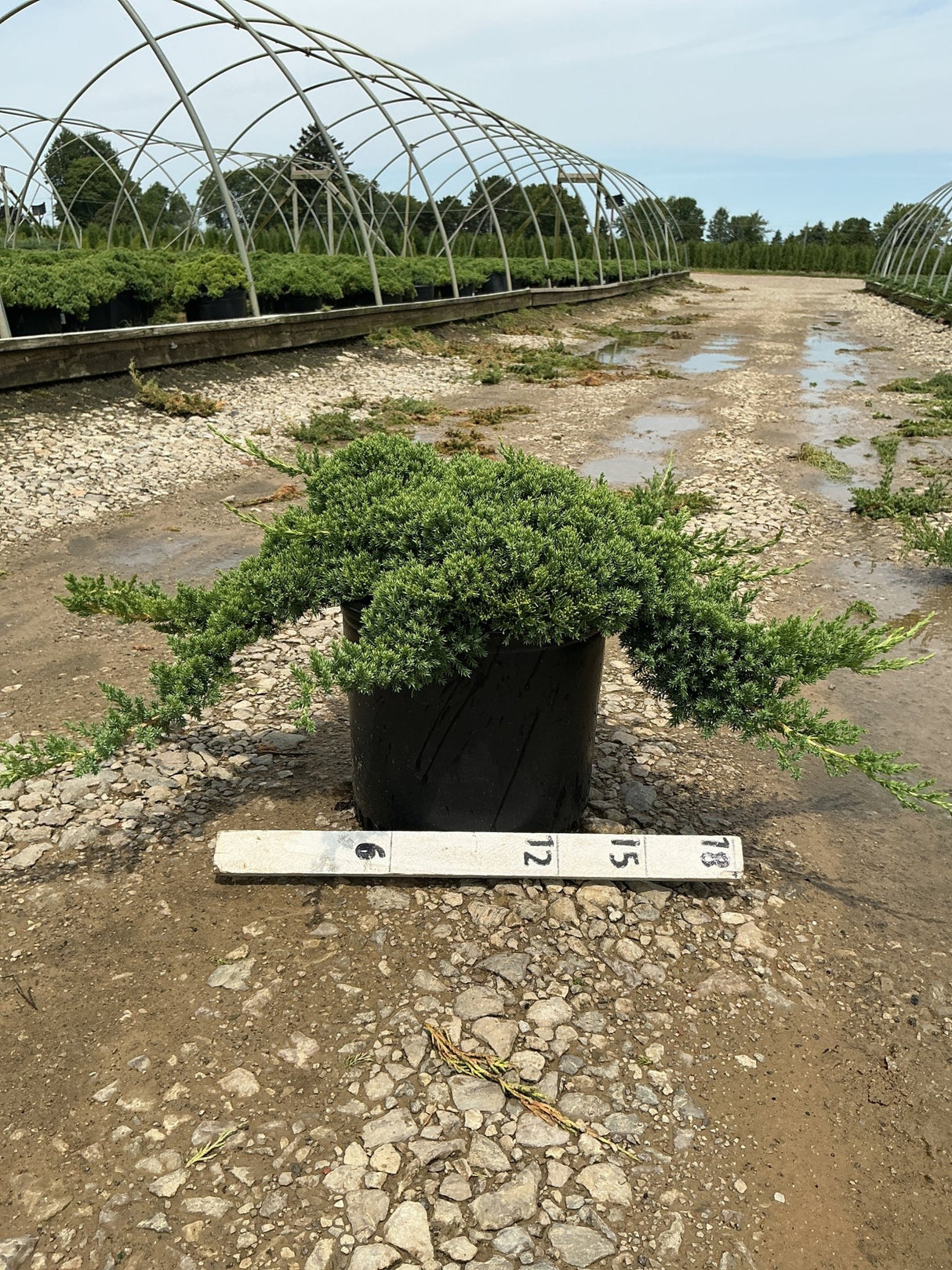 Juniperus procumbens Nana dwarf Japanese garden juniper growing in a #3 container at a nursery, shown with a size ruler.