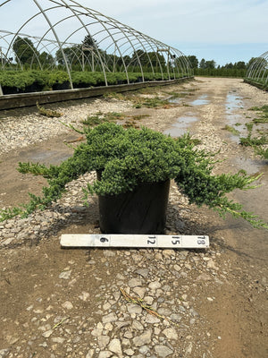 Juniperus procumbens Nana dwarf Japanese garden juniper growing in a #3 container at a nursery, shown with a size ruler.