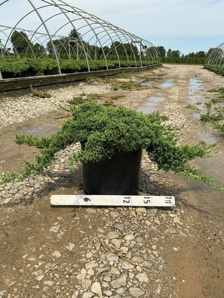 Juniperus procumbens Nana dwarf Japanese garden juniper growing in a #3 container at a nursery, shown with a size ruler.