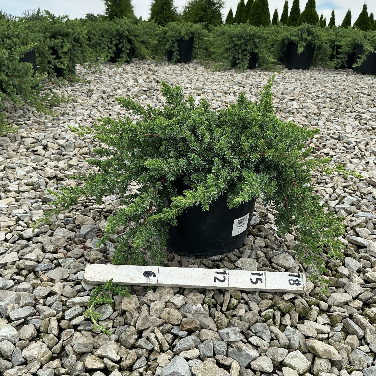 Blue Pacific Juniper in a #3 container with a measurement ruler showing approximately 18-inch spread, displayed on gravel at a nursery.