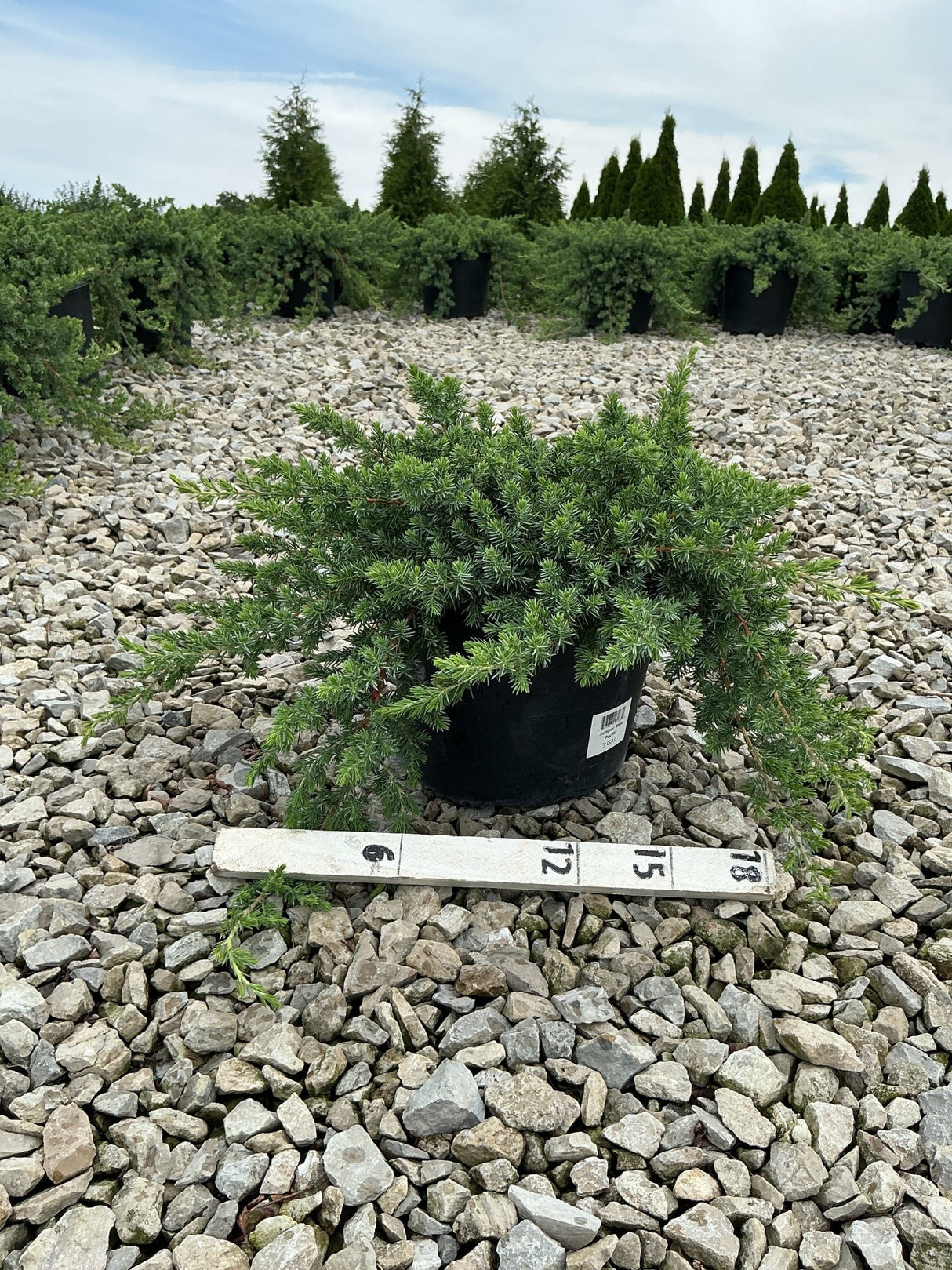 Blue Pacific Juniper in a #3 container with a measurement ruler showing approximately 18-inch spread, displayed on gravel at a nursery.