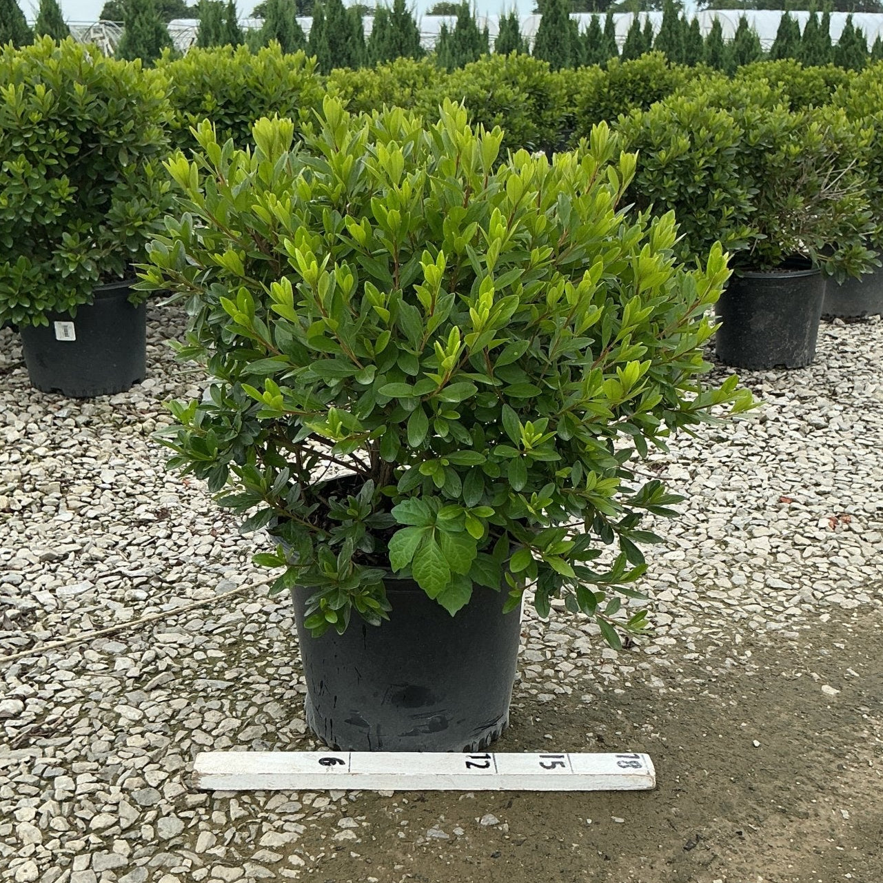 Karen Azalea shrub in a #3 container displaying dense bright green foliage at a nursery, with a ruler showing scale.