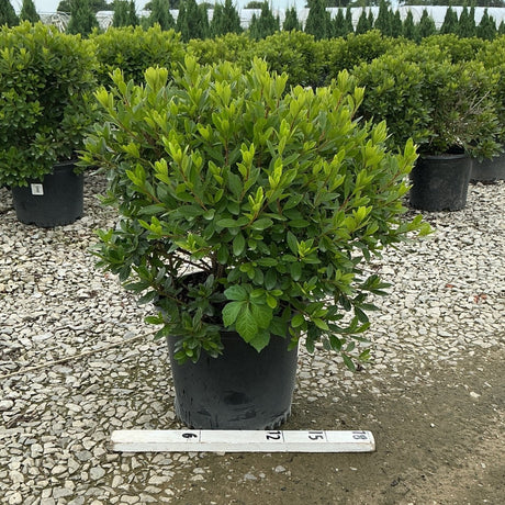 Karen Azalea shrub in a #3 container displaying dense bright green foliage at a nursery, with a ruler showing scale.