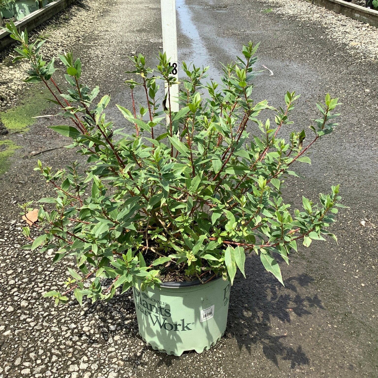 WorryFree Winter Torch Willow shrub in a nursery container showing red stems and bright green foliage.
