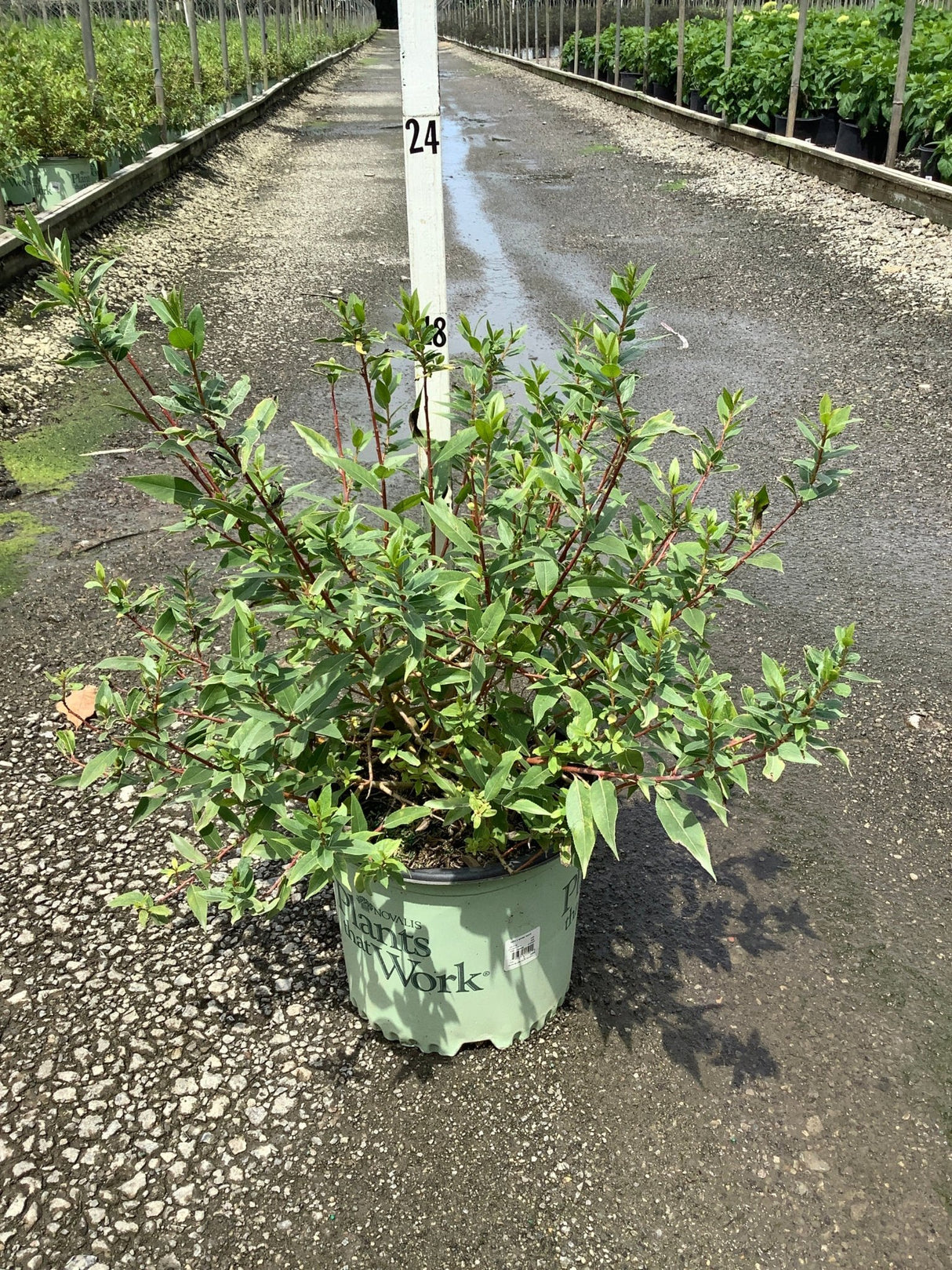 WorryFree Winter Torch Willow shrub in a nursery container showing red stems and bright green foliage.