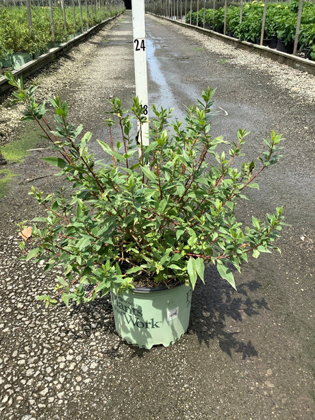 WorryFree Winter Torch Willow shrub in a nursery container showing red stems and bright green foliage.
