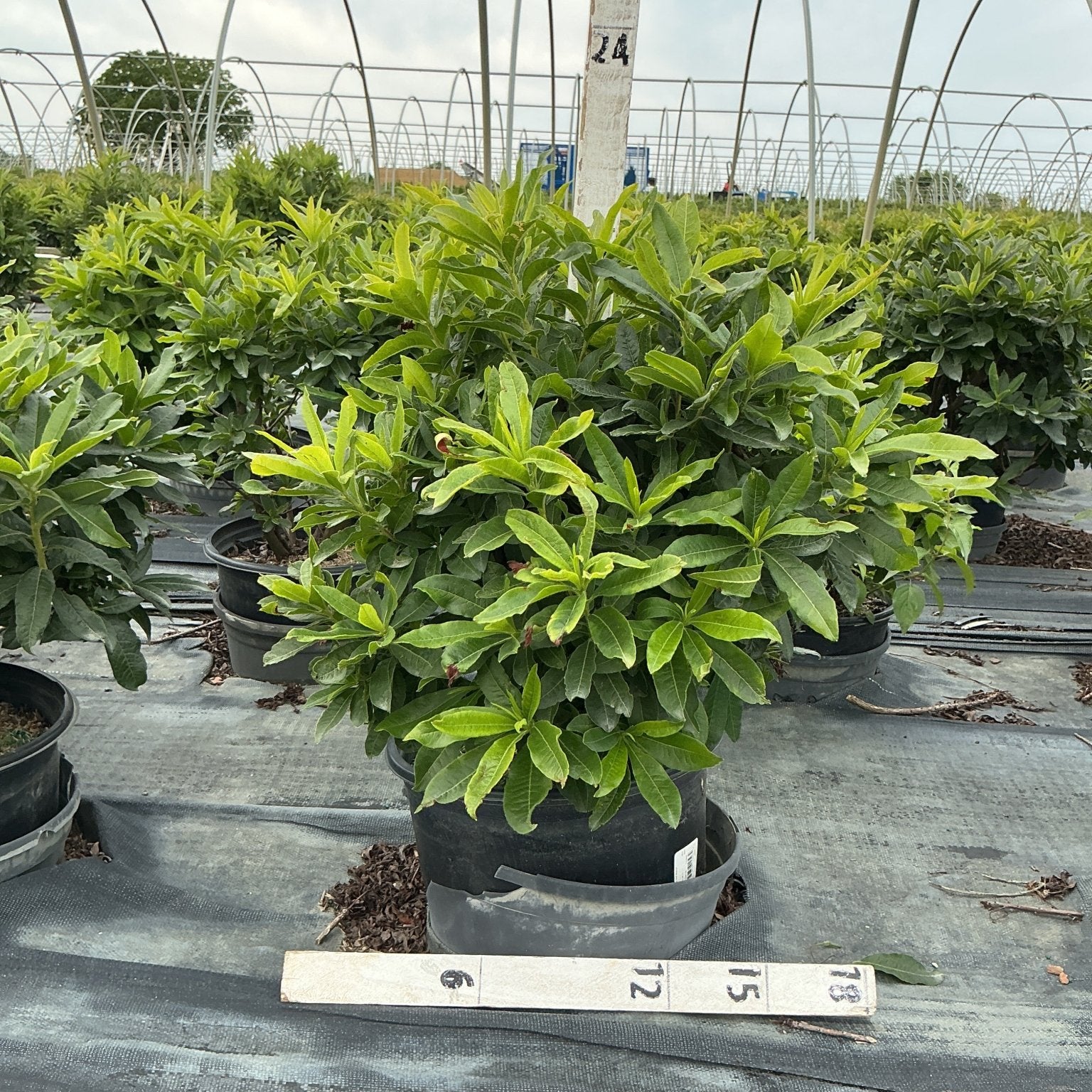Red Demon Azalea shrub in a #3 container showing dense green foliage with emerging buds at a nursery.