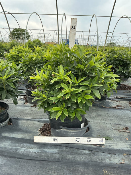 Red Demon Azalea shrub in a #3 container showing dense green foliage with emerging buds at a nursery.