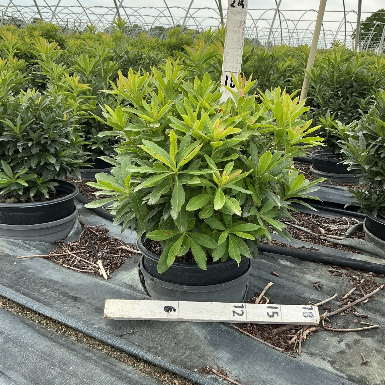 Gibraltar Azalea shrub in a #3 container showing dense green foliage with reddish new growth tips at a nursery.