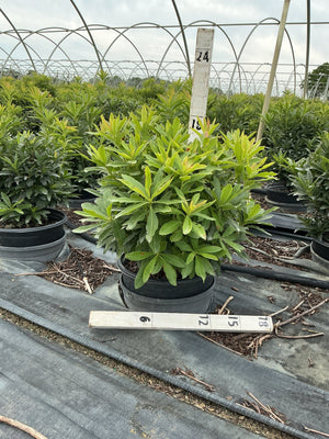 Gibraltar Azalea shrub in a #3 container showing dense green foliage with reddish new growth tips at a nursery.