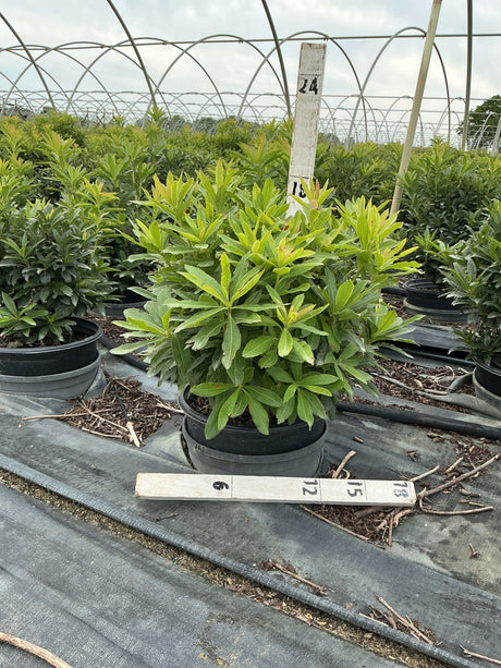Gibraltar Azalea shrub in a #3 container showing dense green foliage with reddish new growth tips at a nursery.