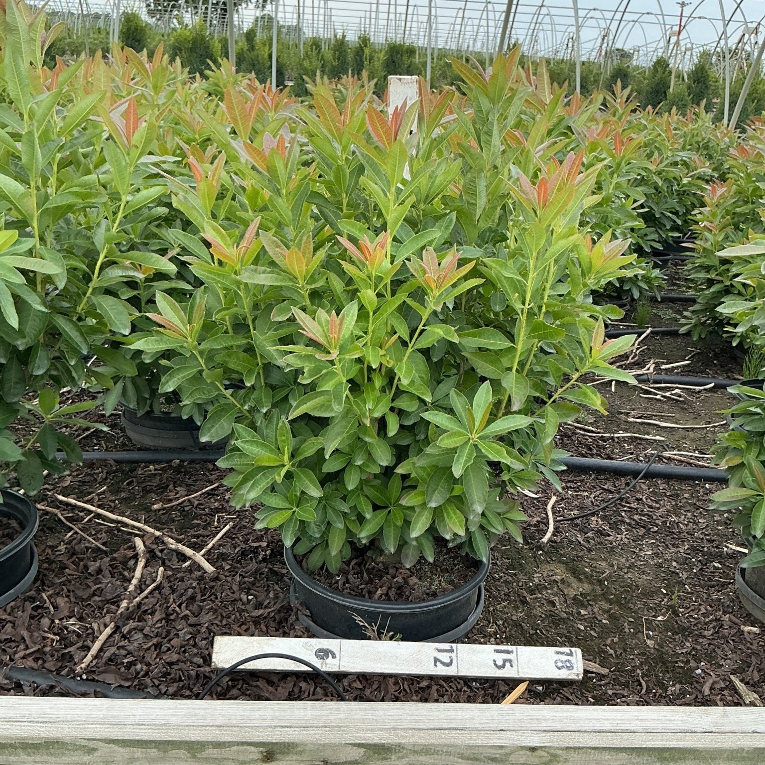Fireball Exbury Azalea shrub in a #3 container displaying vibrant red-tipped new growth over deep green foliage at a nursery.