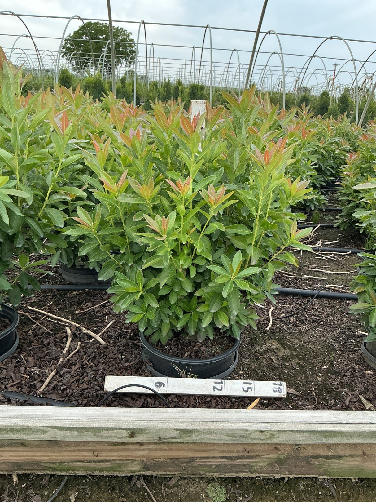 Fireball Exbury Azalea shrub in a #3 container displaying vibrant red-tipped new growth over deep green foliage at a nursery.