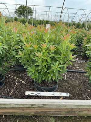 Fireball Exbury Azalea shrub in a #3 container displaying vibrant red-tipped new growth over deep green foliage at a nursery.