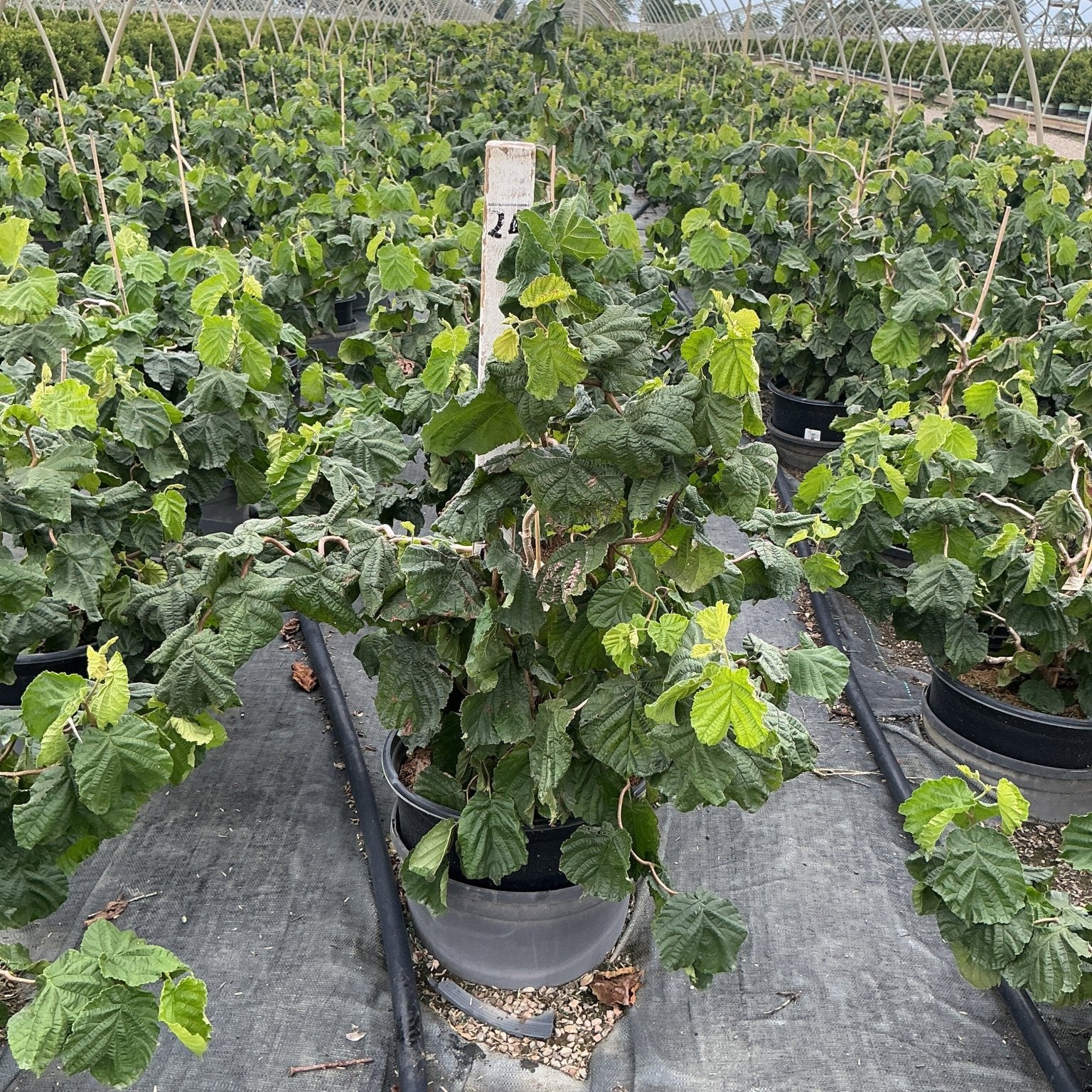 Harry Lauder's Walking Stick shrubs in #3 containers growing in rows inside a polytunnel nursery greenhouse.
