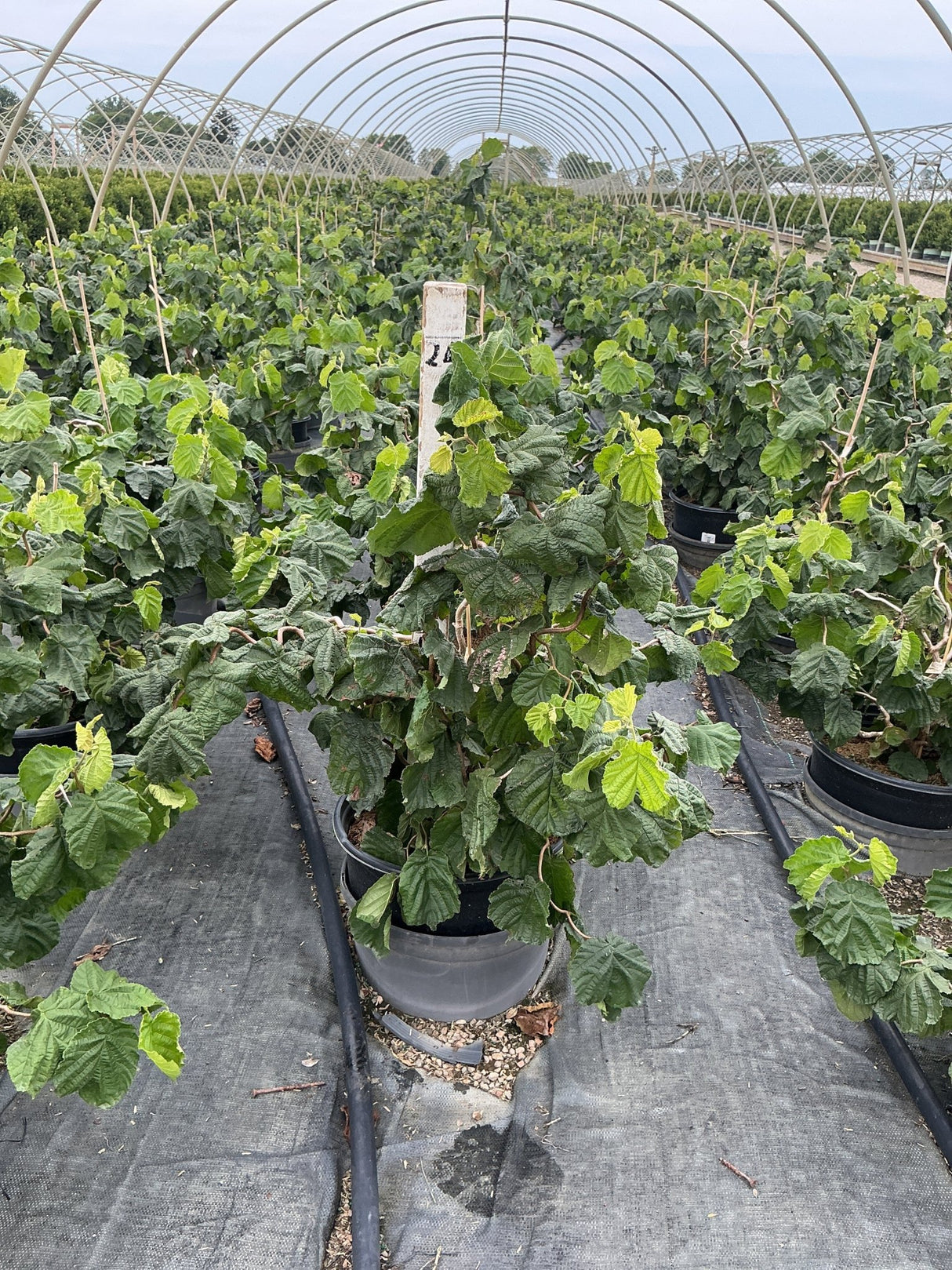 Harry Lauder's Walking Stick shrubs in #3 containers growing in rows inside a polytunnel nursery greenhouse.
