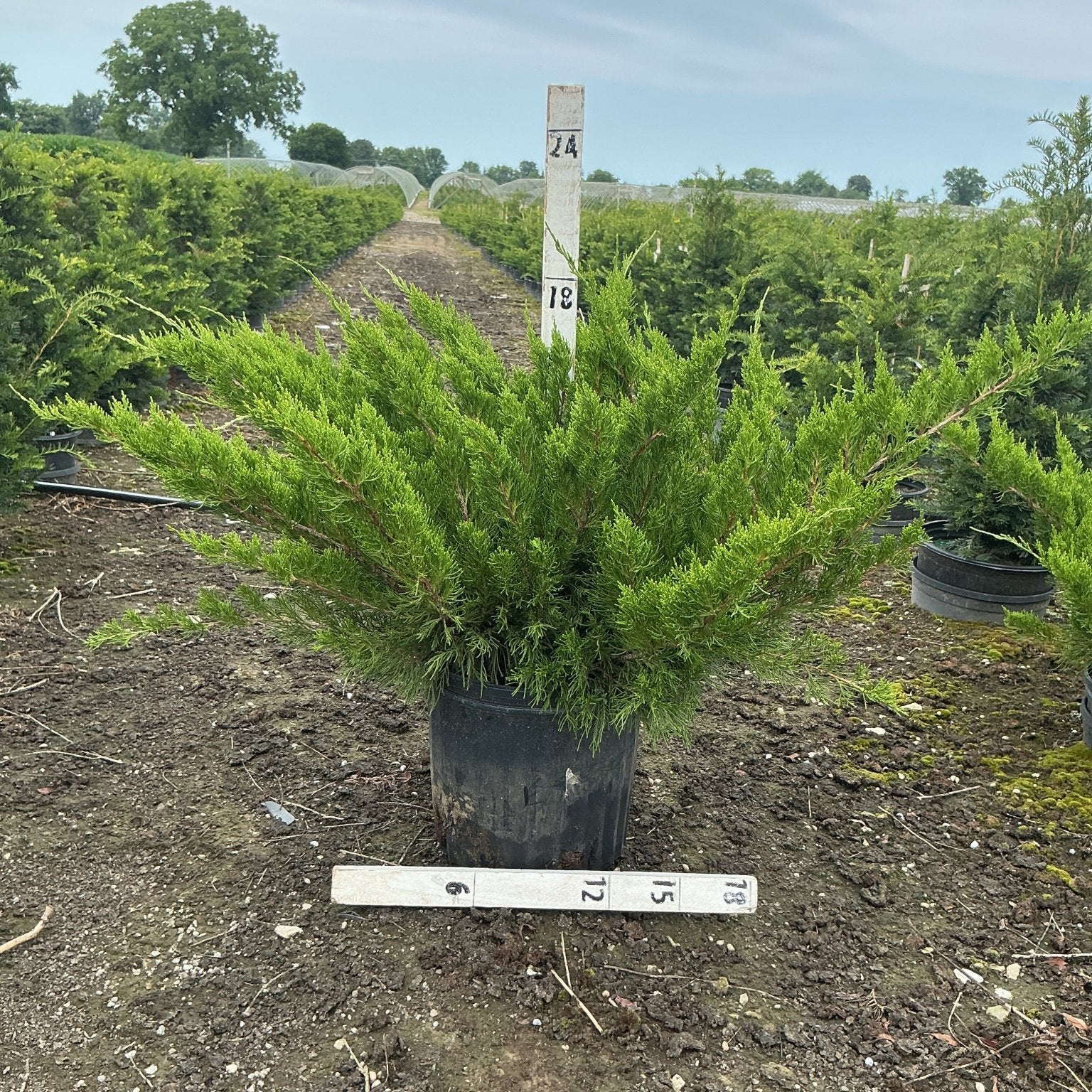 Sea Green Juniper shrub in a #3 container at a nursery, showing its wide spreading bright green foliage habit.