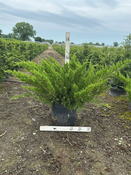 Sea Green Juniper shrub in a #3 container at a nursery, showing its wide spreading bright green foliage habit.
