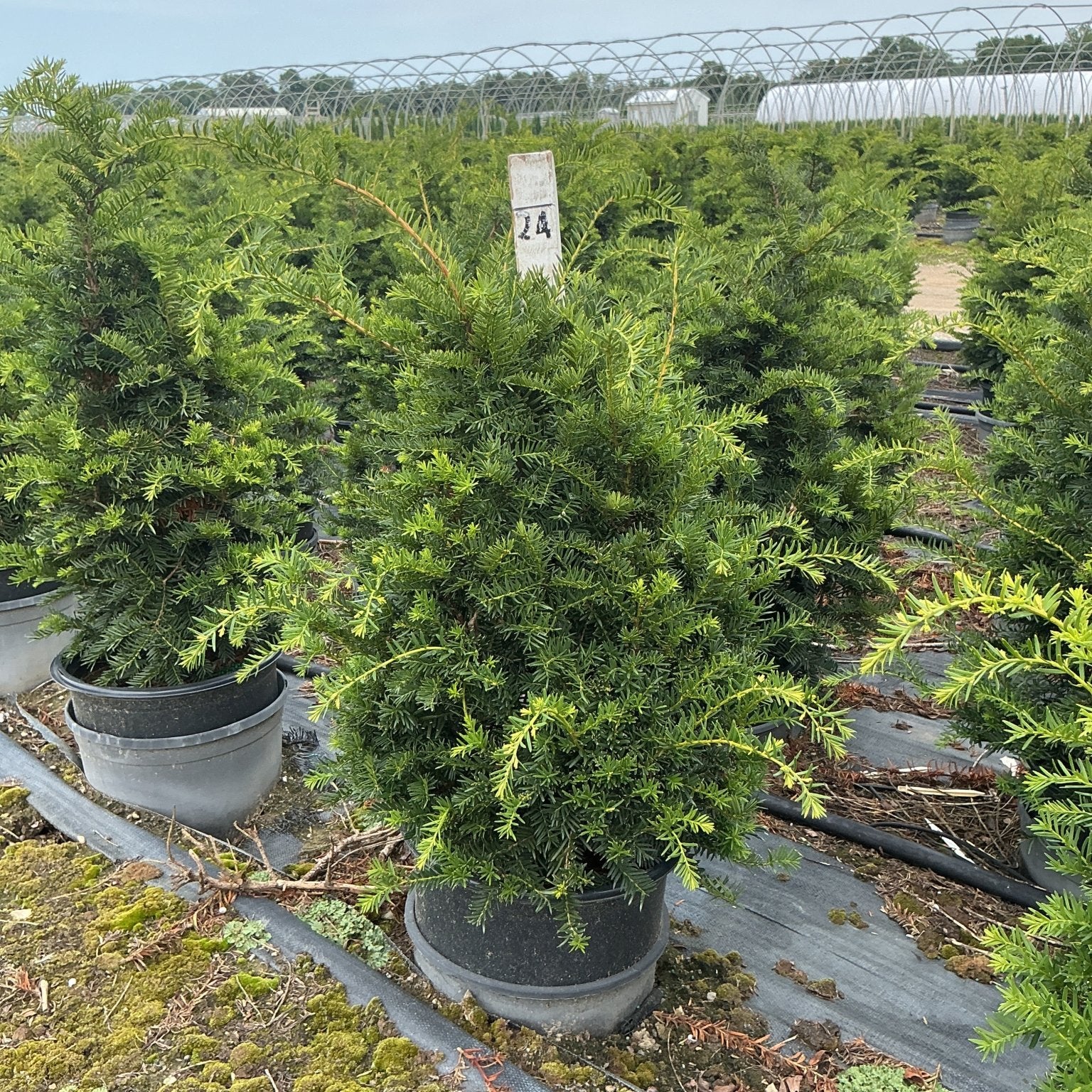 Captain Upright Pyramidal Yew in a #3 nursery container showing dense dark green foliage at a production greenhouse.