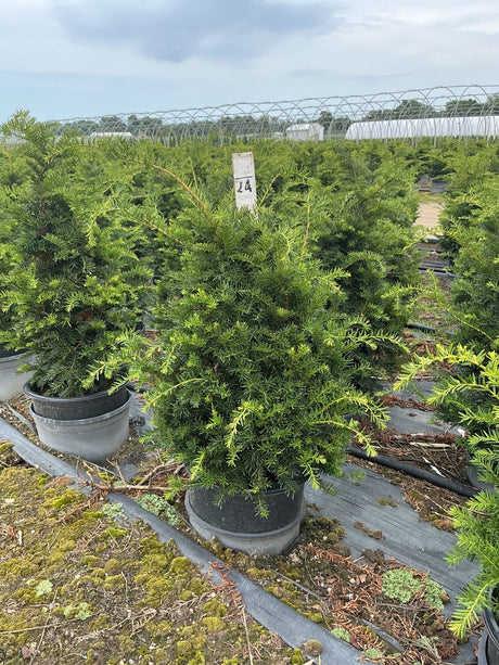 Captain Upright Pyramidal Yew in a #3 nursery container showing dense dark green foliage at a production greenhouse.