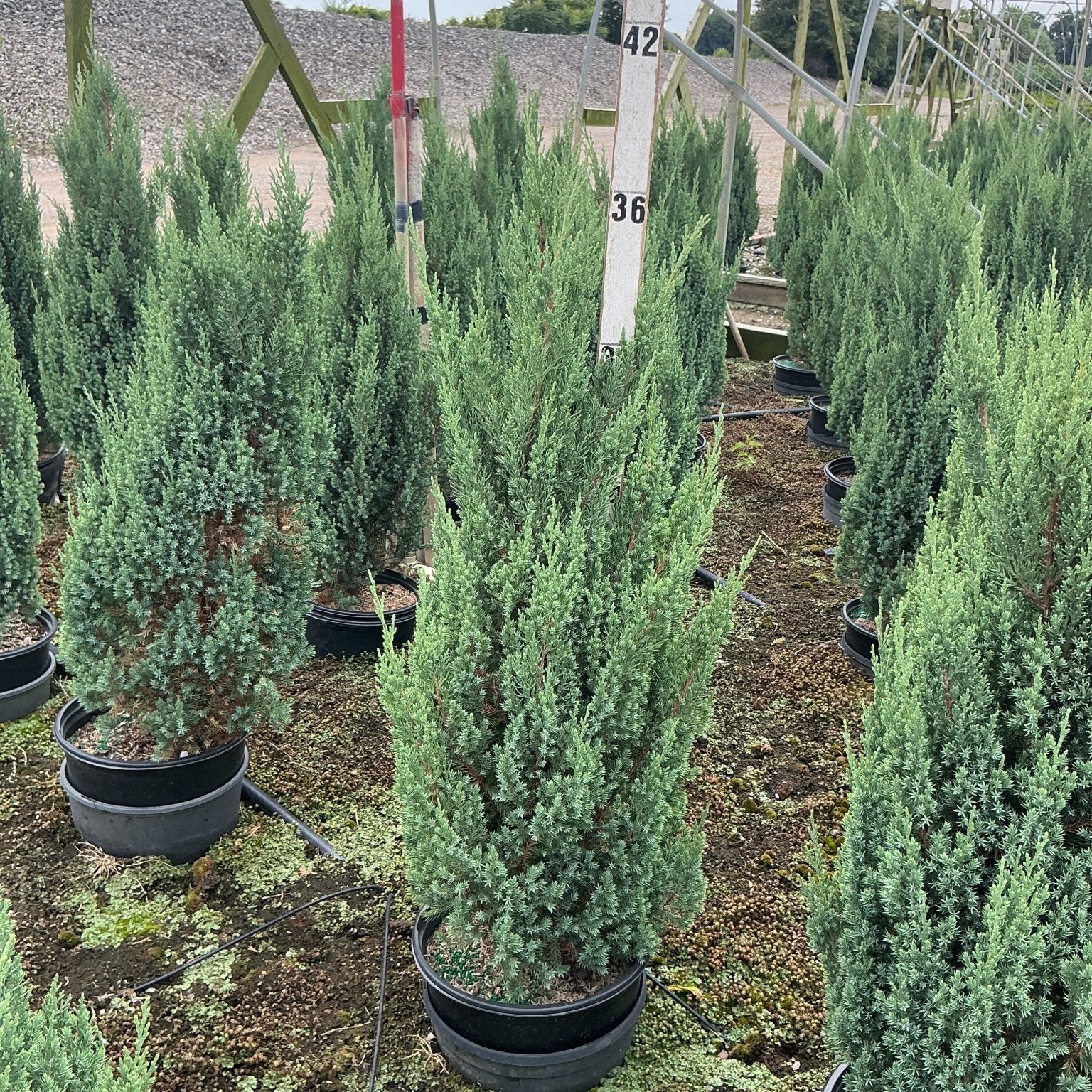 Blue Point Juniper trees in black nursery containers growing in rows at a garden center, showing their narrow columnar habit and blue-green foliage.