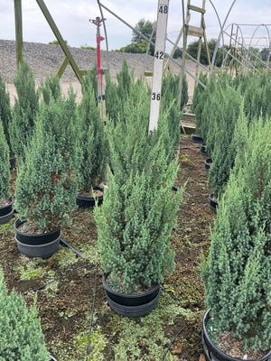 Blue Point Juniper trees in black nursery containers growing in rows at a garden center, showing their narrow columnar habit and blue-green foliage.