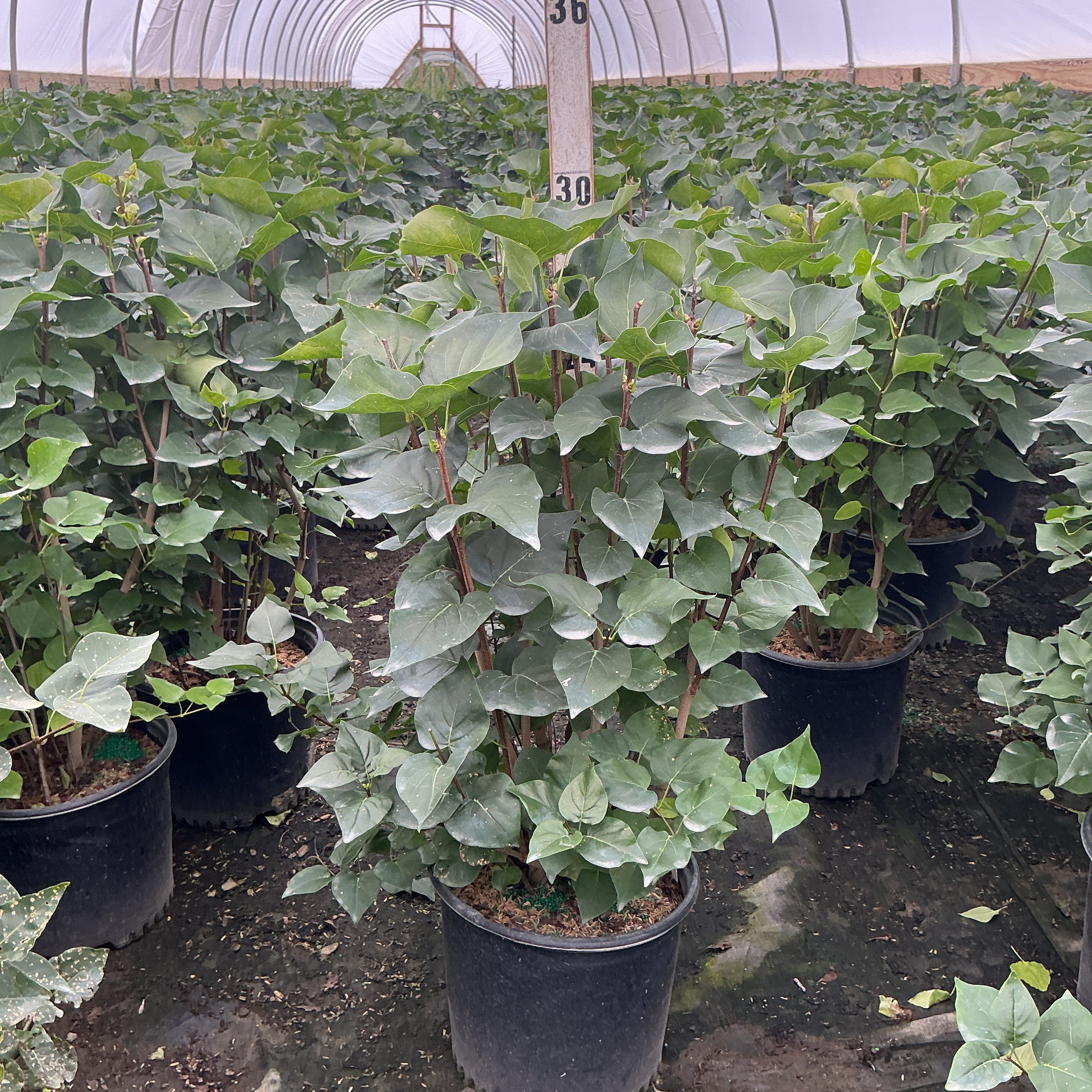 Pocahontas Lilac shrubs in #3 containers growing inside a hoop greenhouse, showing dense green heart-shaped foliage.