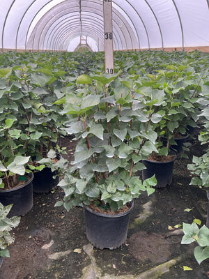 Pocahontas Lilac shrubs in #3 containers growing inside a hoop greenhouse, showing dense green heart-shaped foliage.