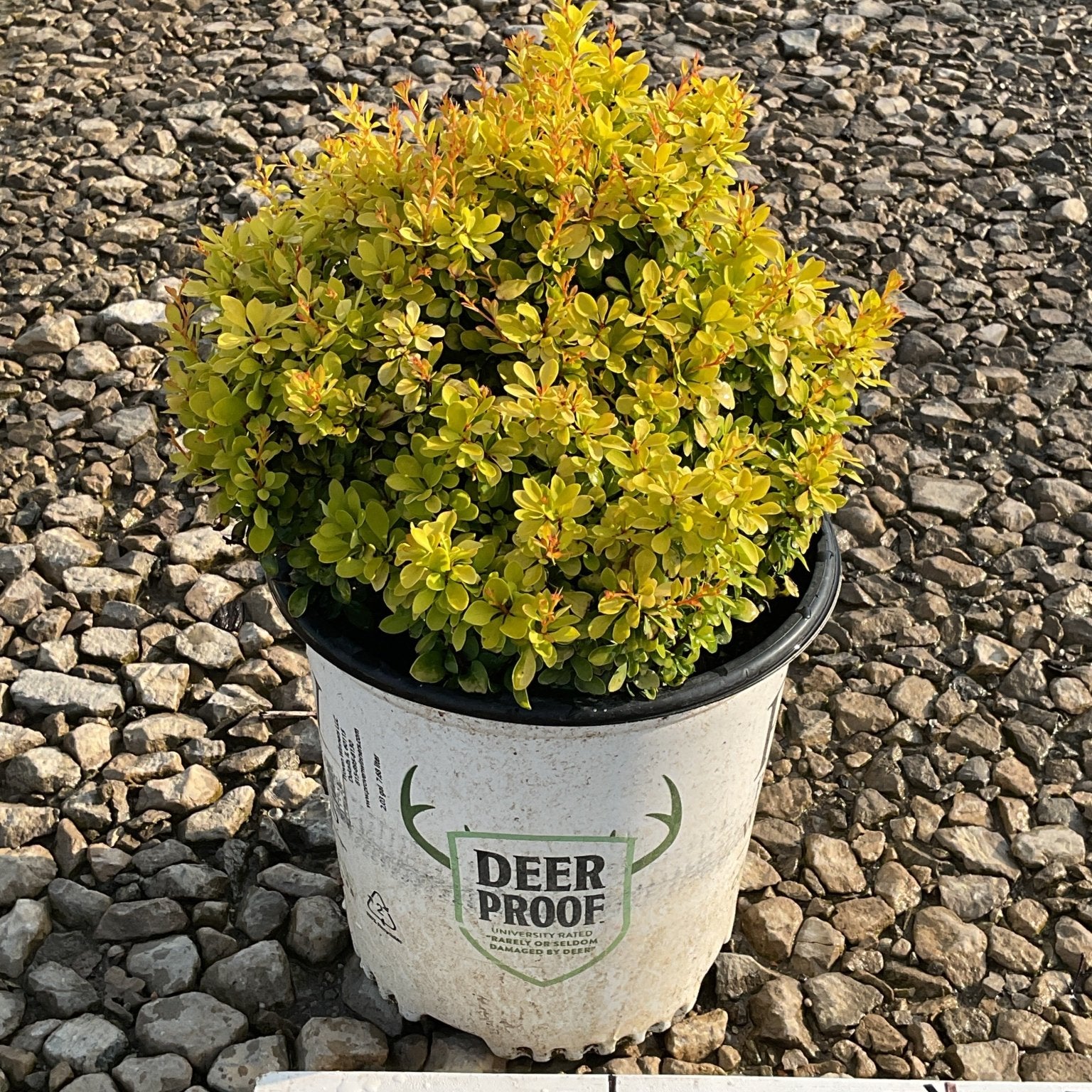 Sunjoy Mini Saffron Barberry in a #2 container showing dense golden-green foliage with orange-tipped new growth.