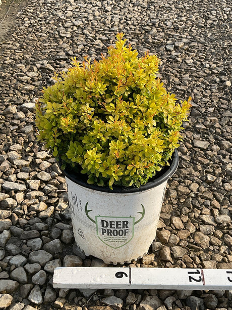 Sunjoy Mini Saffron Barberry in a #2 container showing dense golden-green foliage with orange-tipped new growth.