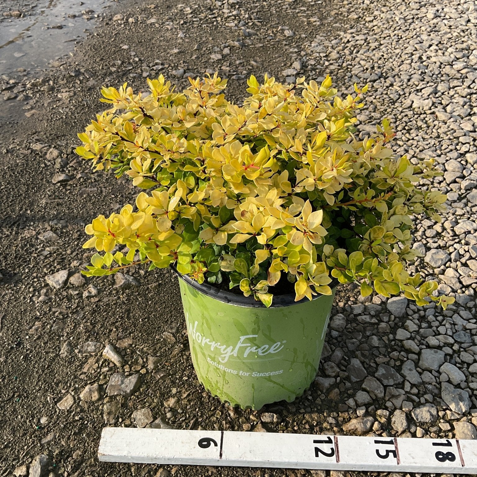 Lemon Glow Barberry shrub in a #2 container displaying bright golden-yellow foliage, measured against a ruler showing approximately 15 inches wide.