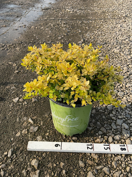 Lemon Glow Barberry shrub in a #2 container displaying bright golden-yellow foliage, measured against a ruler showing approximately 15 inches wide.