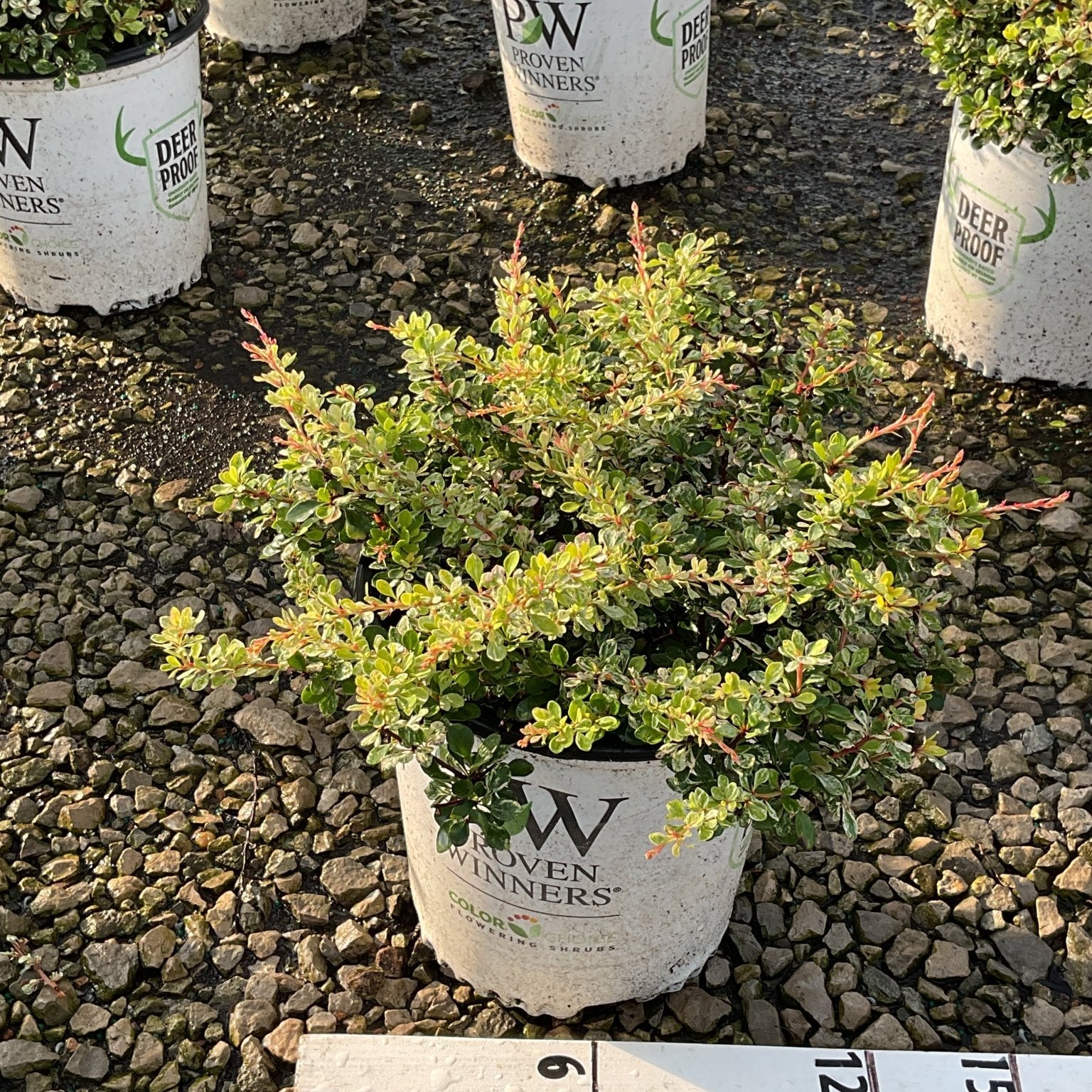 Sunjoy Sequins Japanese Barberry shrub in a Proven Winners #2 container, showing colorful green and red-tipped foliage.