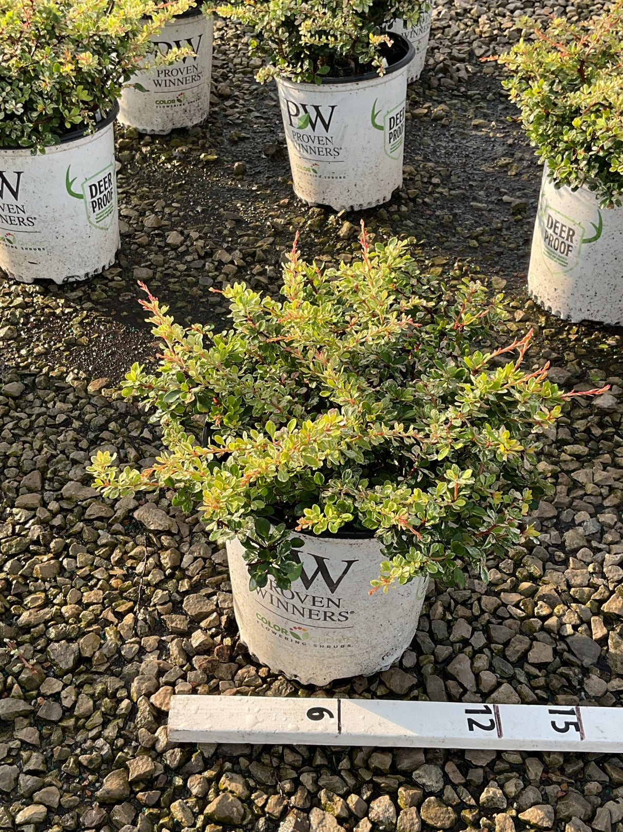 Sunjoy Sequins Japanese Barberry shrub in a Proven Winners #2 container, showing colorful green and red-tipped foliage.
