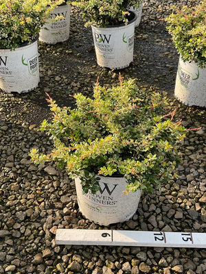 Sunjoy Sequins Japanese Barberry shrub in a Proven Winners #2 container, showing colorful green and red-tipped foliage.