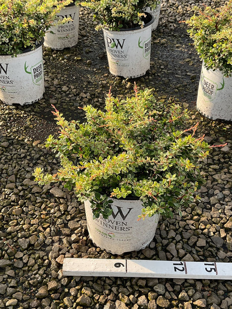 Sunjoy Sequins Japanese Barberry shrub in a Proven Winners #2 container, showing colorful green and red-tipped foliage.