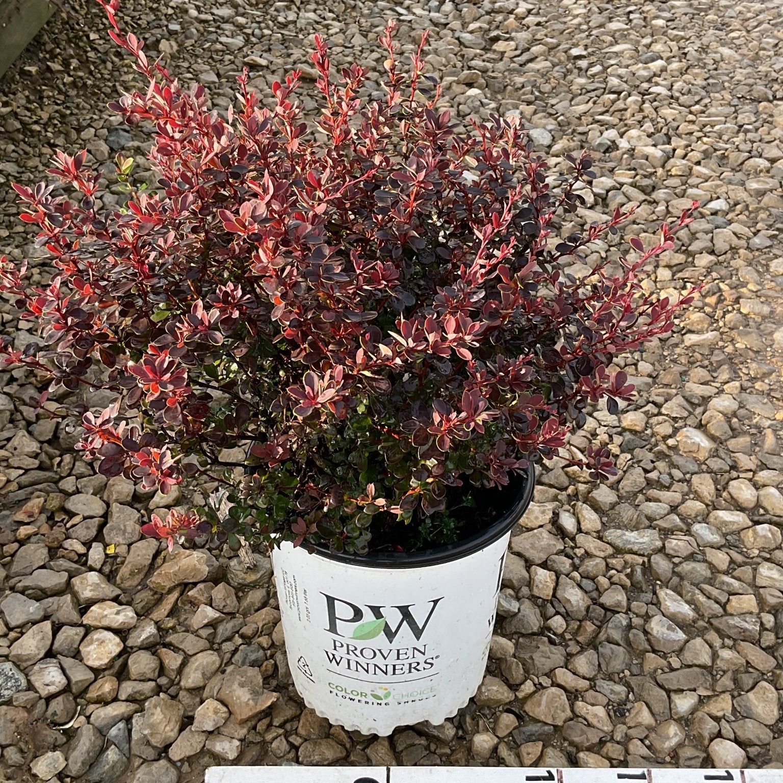 Sunjoy Mini Maroon Barberry shrub in a Proven Winners #2 container, showing deep burgundy and red foliage on a gravel surface.