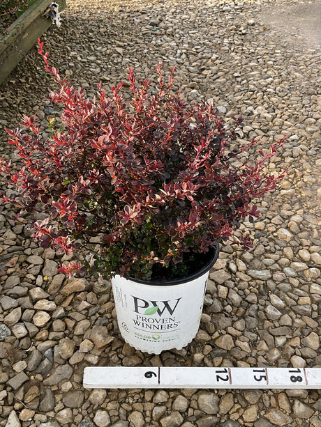 Sunjoy Mini Maroon Barberry shrub in a Proven Winners #2 container, showing deep burgundy and red foliage on a gravel surface.