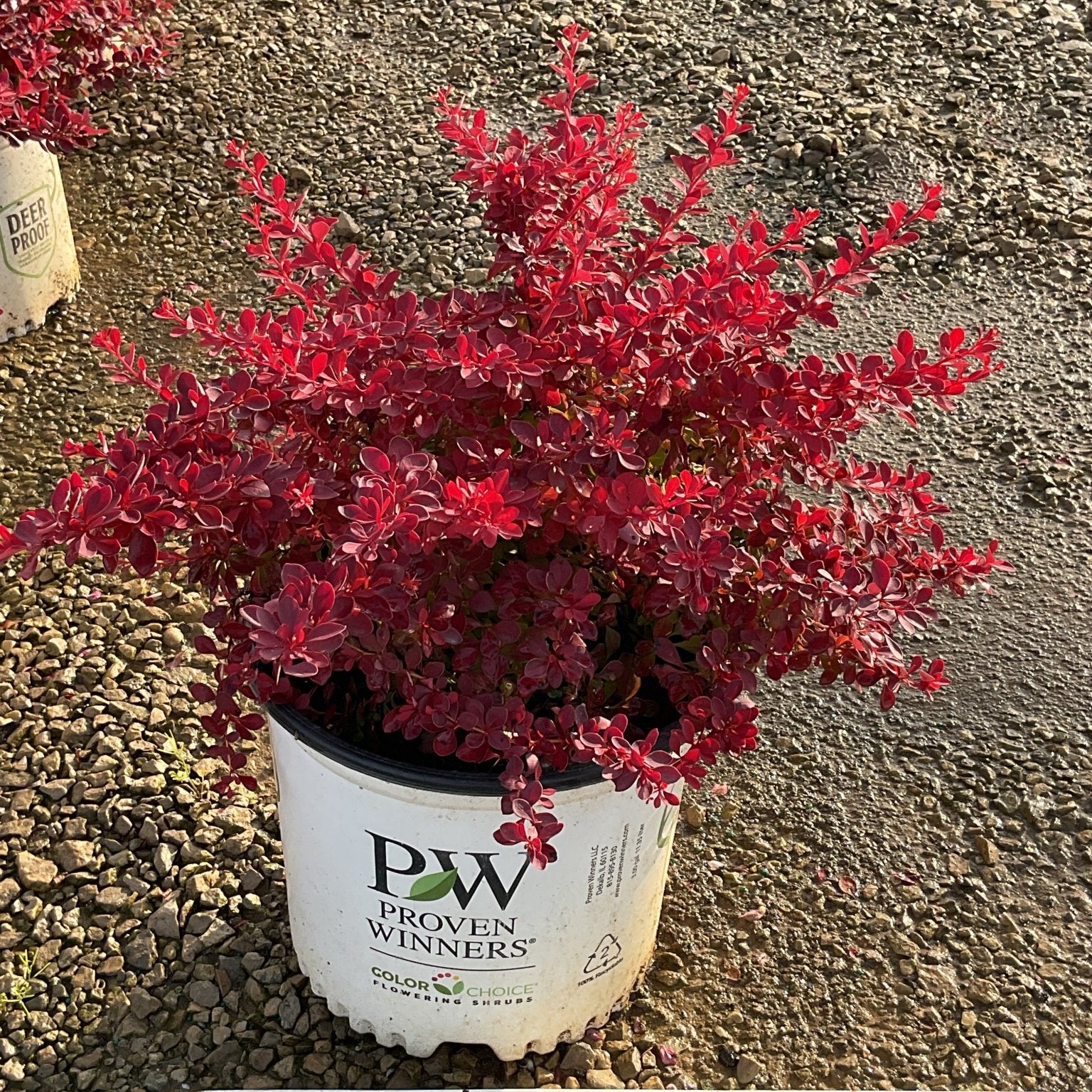 Sunjoy Fast Neo Barberry shrub with vivid red foliage in a Proven Winners #3 container, approximately 15 inches tall.