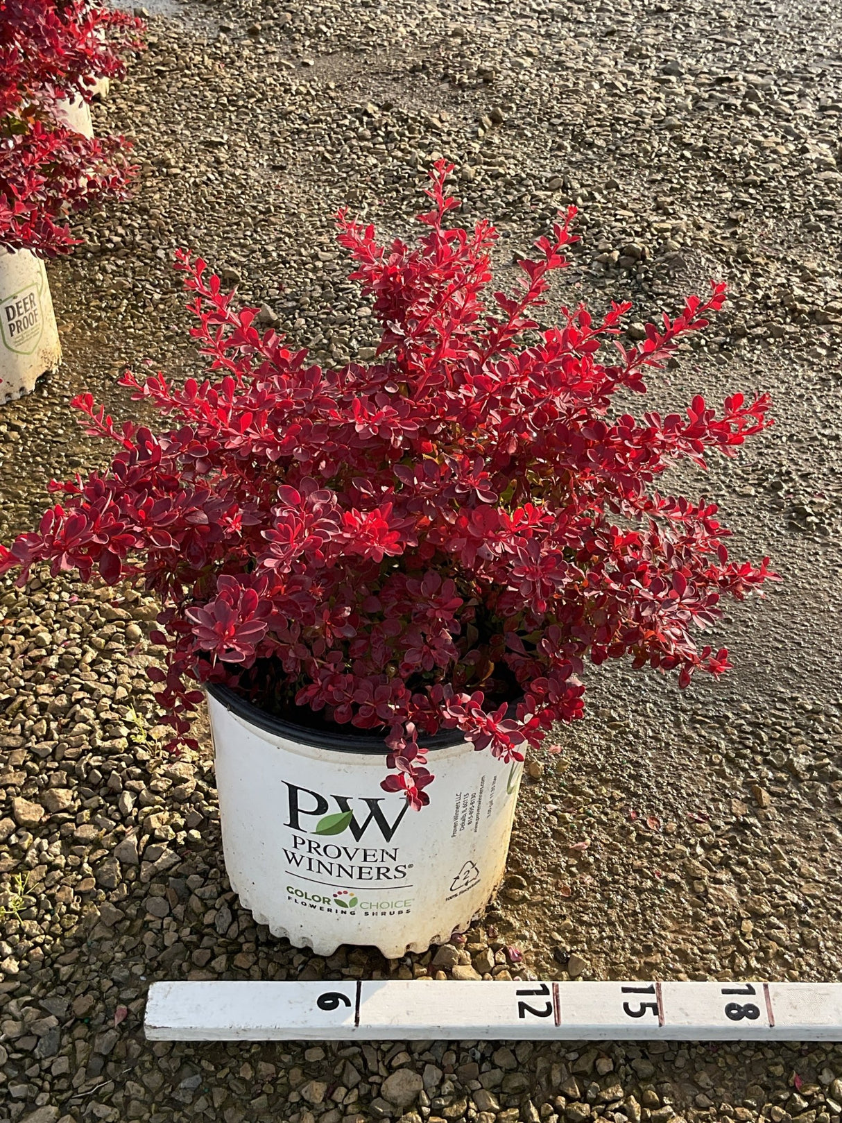 Sunjoy Fast Neo Barberry shrub with vivid red foliage in a Proven Winners #3 container, approximately 15 inches tall.