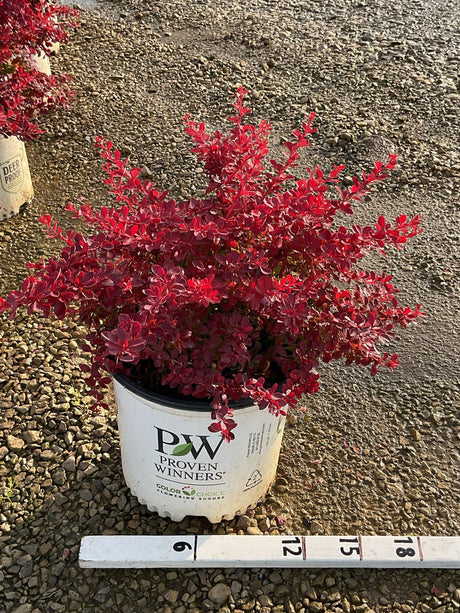 Sunjoy Fast Neo Barberry shrub with vivid red foliage in a Proven Winners #3 container, approximately 15 inches tall.
