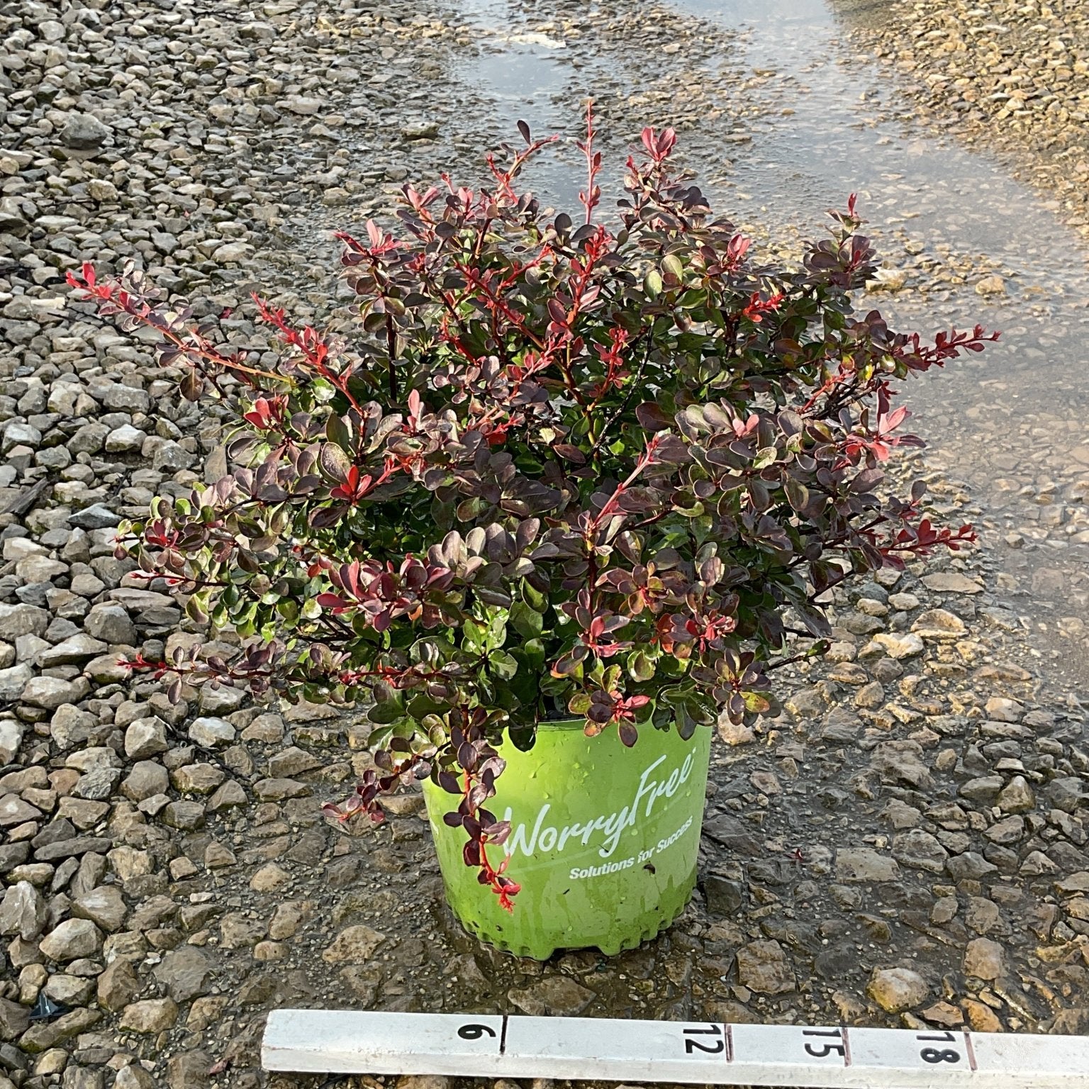 Crimson Cutie Barberry shrub in a #2 green container showing deep burgundy and red foliage on a gravel surface.